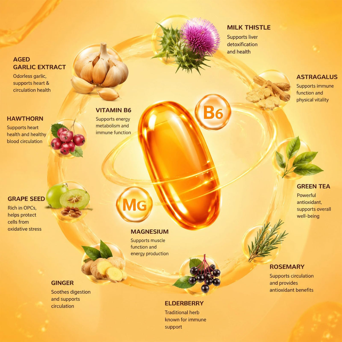 1200mg Odorless Aged Garlic Extract Softgels with CoQ10 O64069